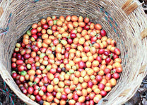Organic , freshly harvest coffee cherries in a basket. 