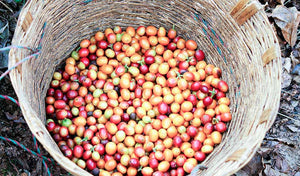Organic , freshly harvest coffee cherries in a basket. 